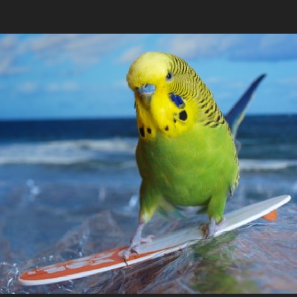 Meet your Posher, Lily - Picture 1 of 1